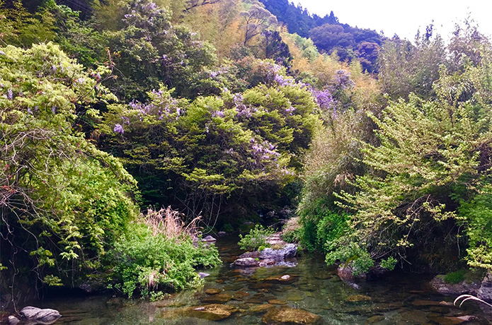 釣り師を楽しませてくれる渓谷の「ひとりお花見」