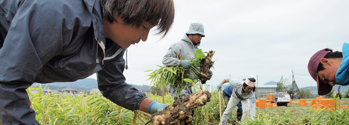 生姜の収穫風景に、次世代農家の姿を垣間見る