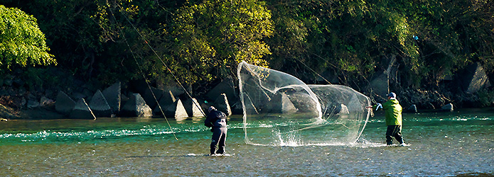 野鳥写真家・和田剛一さんと"空飛ぶ川漁師"ミサゴの「落ちアユ漁」を見に行ってきた