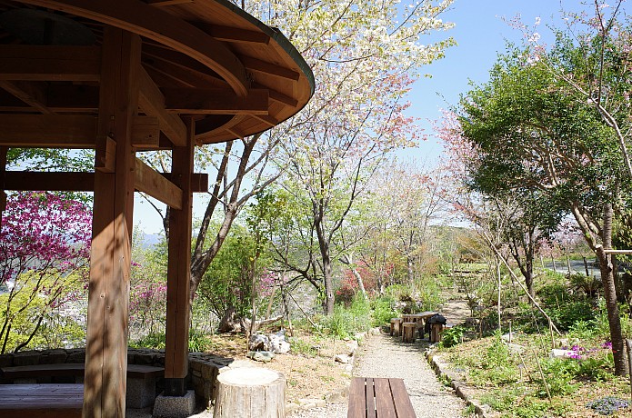 「牧野富太郎が見た風景」 第1回　故郷で咲くヤマトグサの花