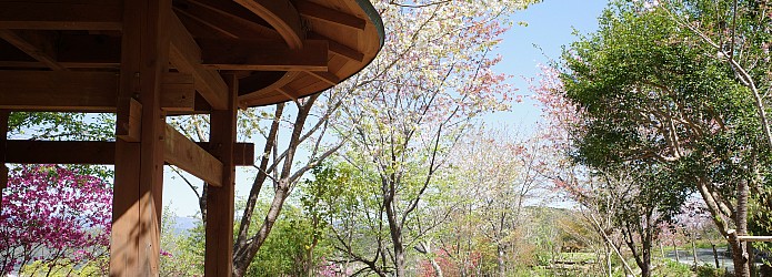 「牧野富太郎が見た風景」 第1回　故郷で咲くヤマトグサの花